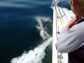 Dolphins riding the Bow Current